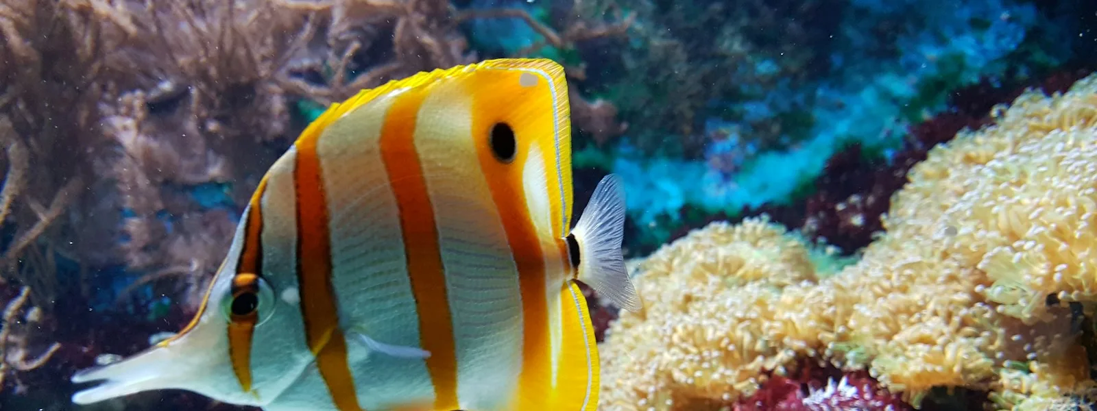 yellow and white fish underwater photography