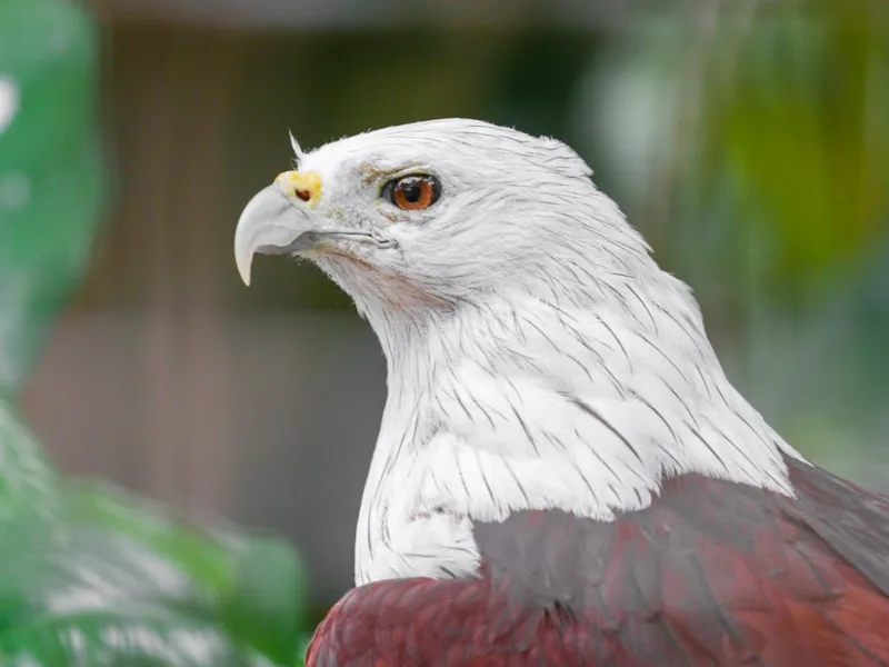 a close up of a bird of prey